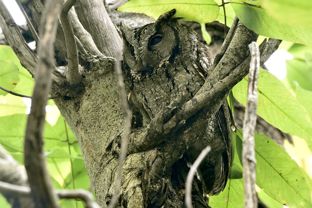 Otus gurneyi — красноухая совка
