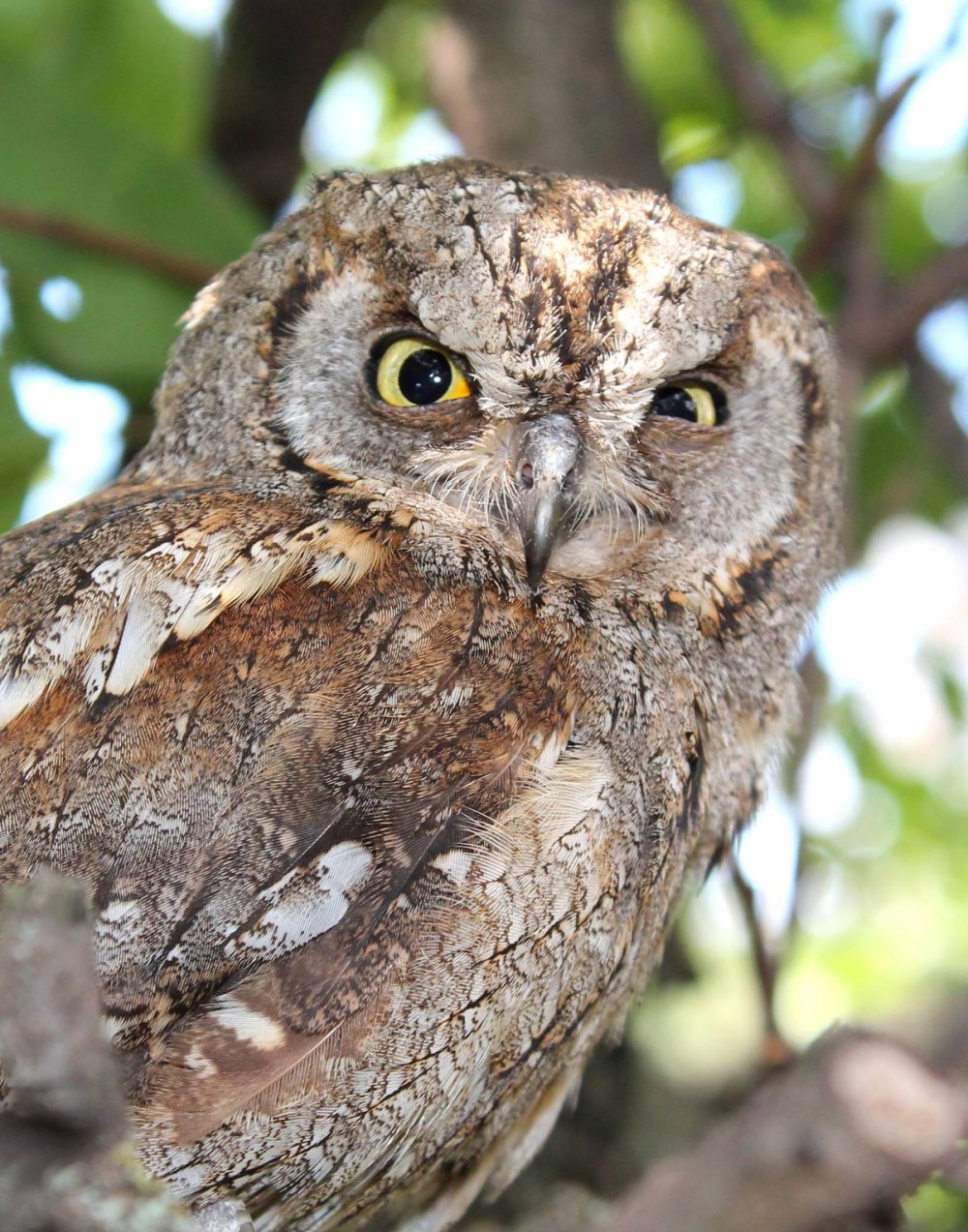 Обыкновенная совка, Otus SCOPS