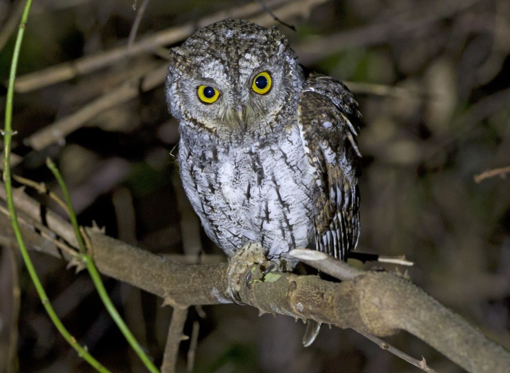 Восточная совка (Otus sunia)