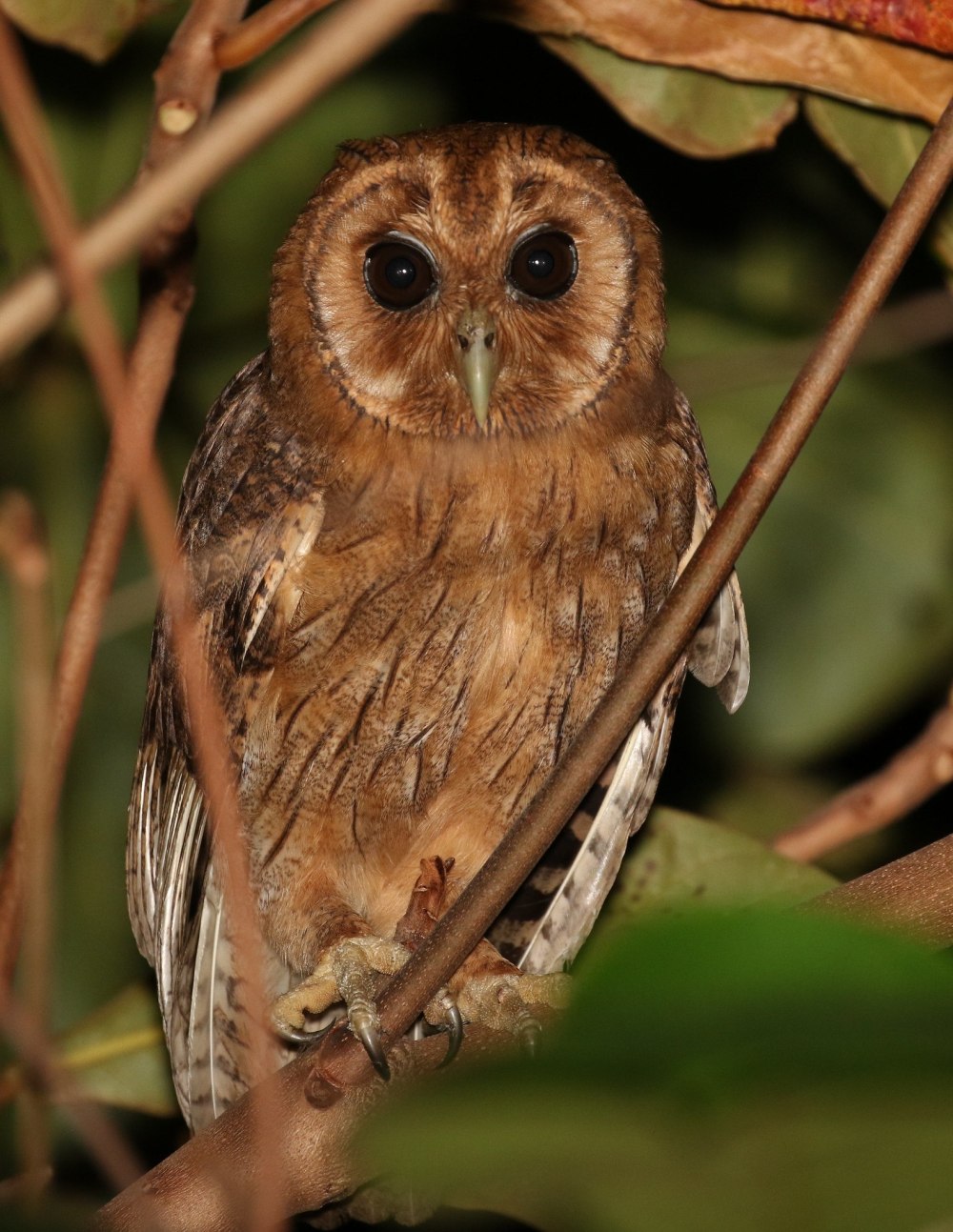 Pseudoscops grammicus