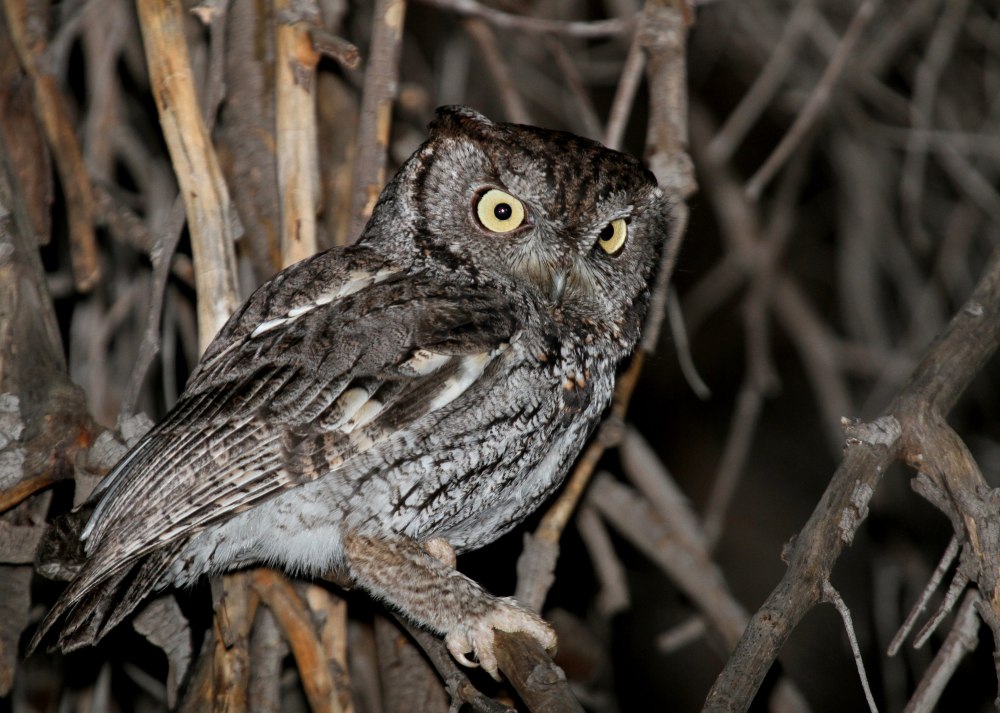 Western Screech Owl