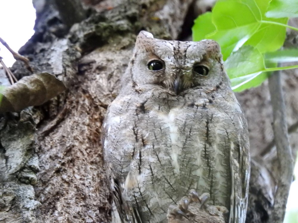 Сплюшка Otus SCOPS