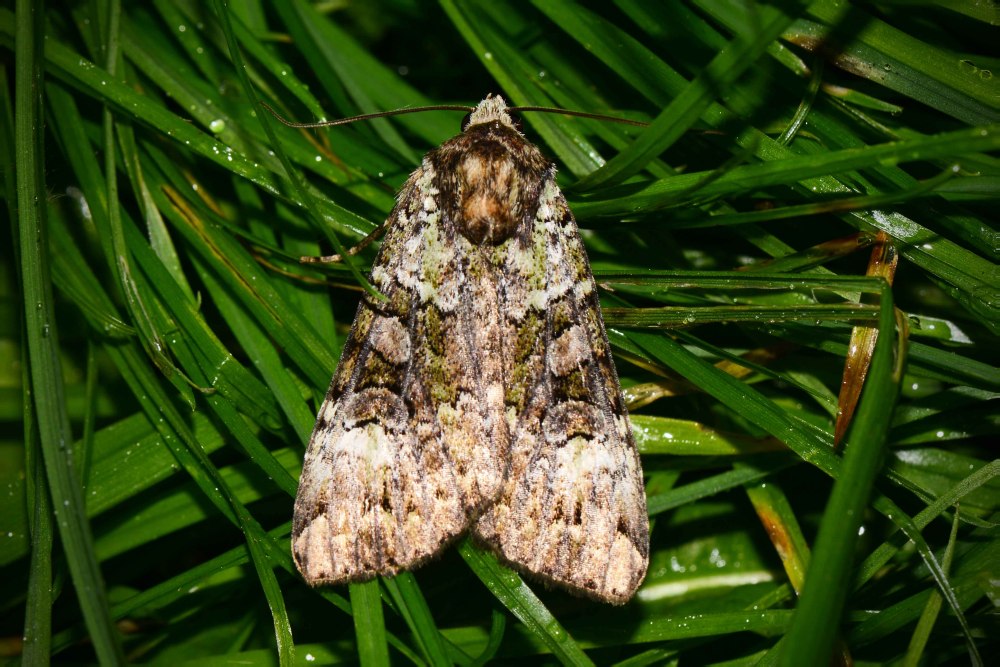 Совка бабочка crambodes talidiformis