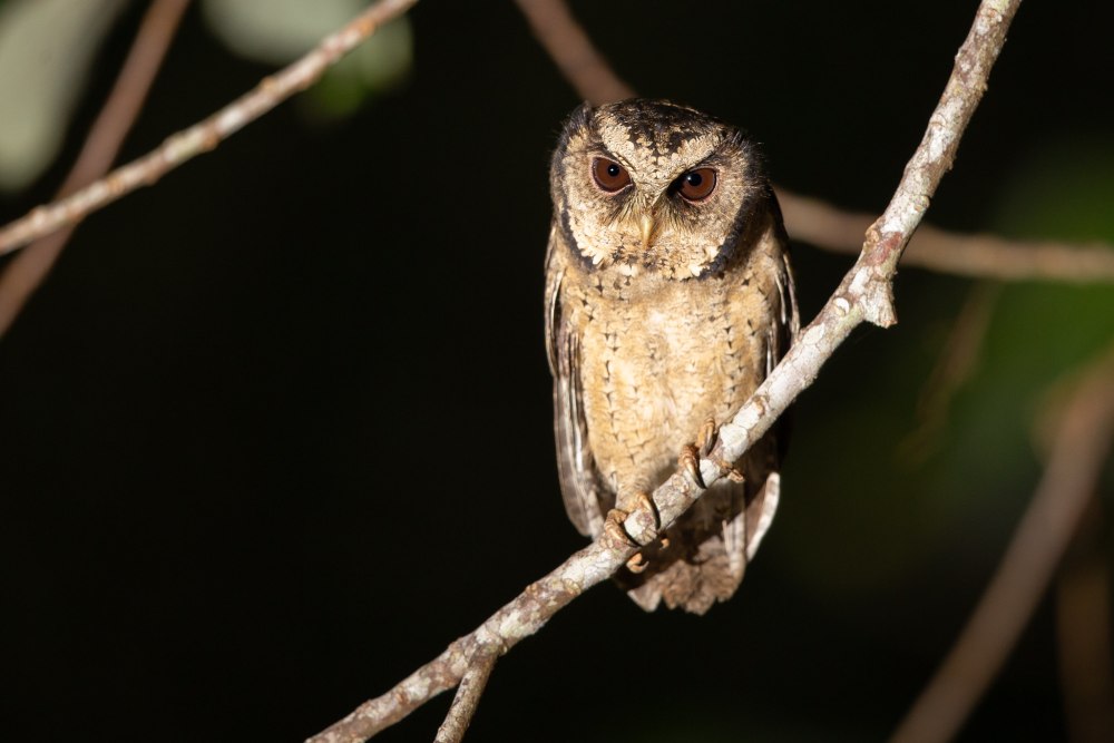 Otus Lettia