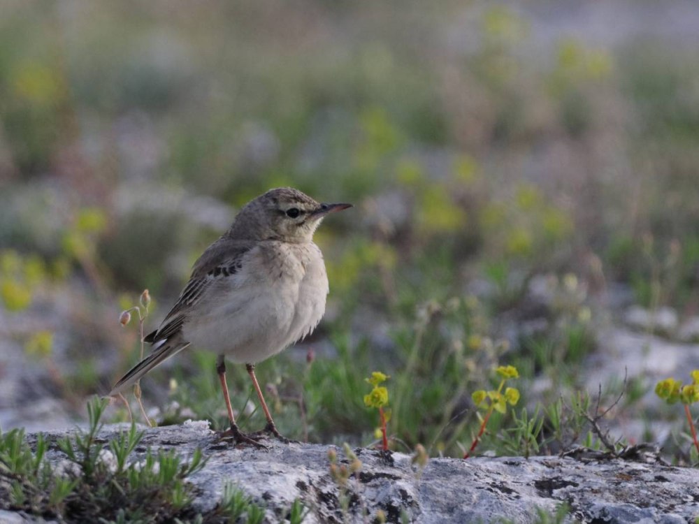 Anthus Campestris