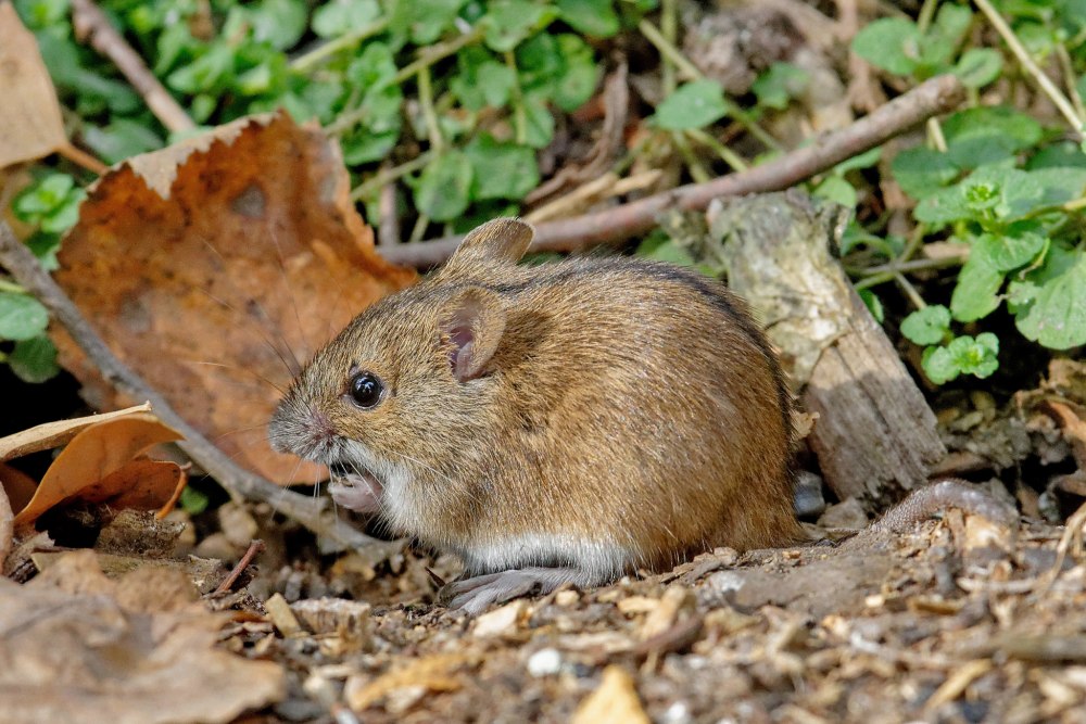 Apodemus agrarius