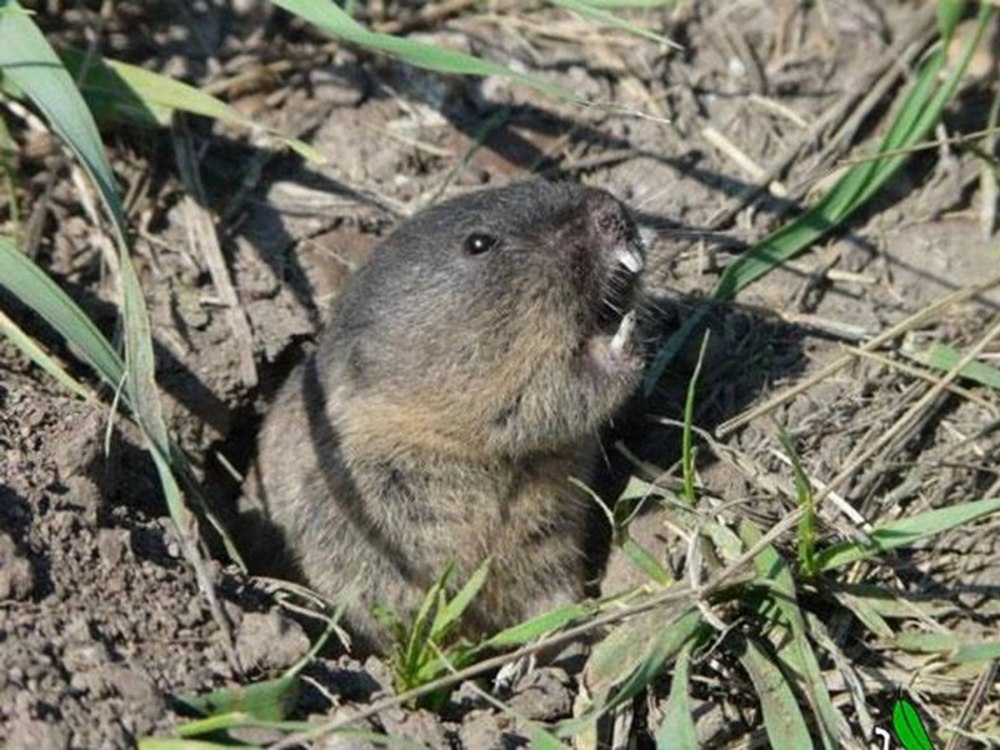 Слепушонка обыкновенная Ellobius talpinus