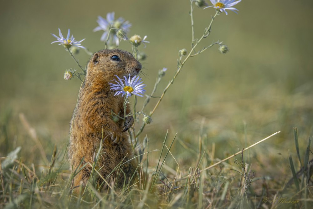 Даурского суслика (Spermophilus dauricus