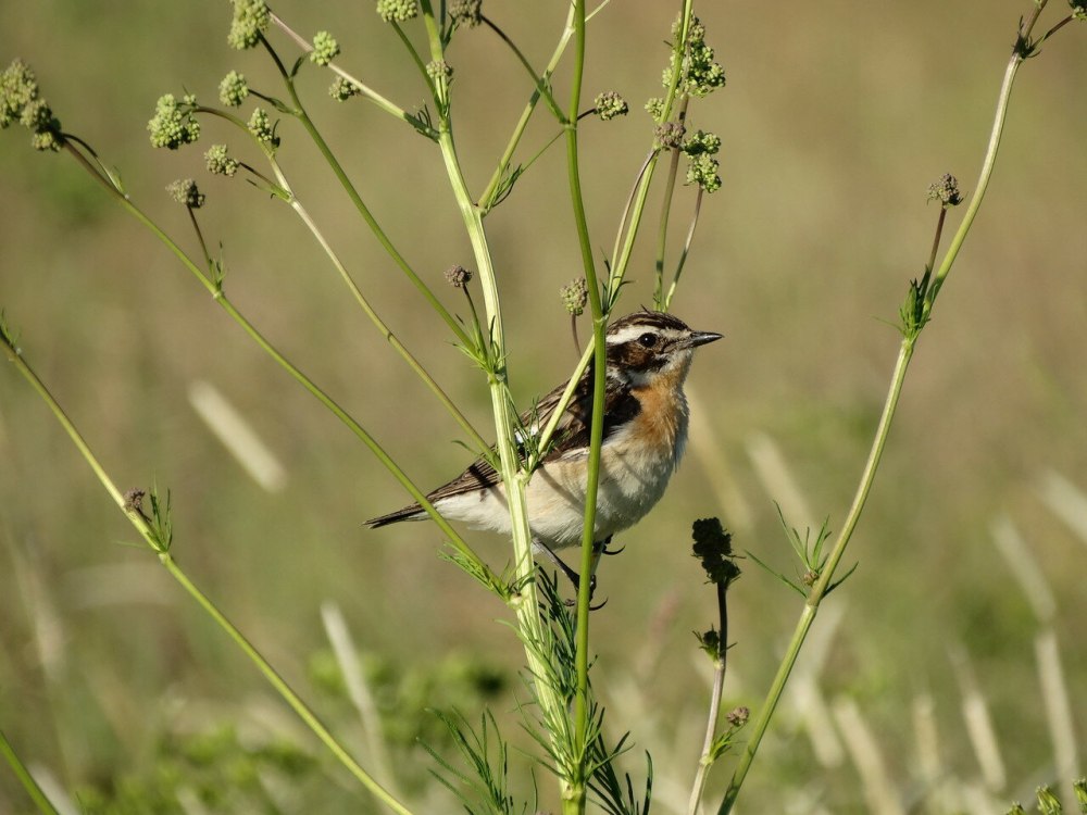 Луговой травянка (Saxicola rubetra