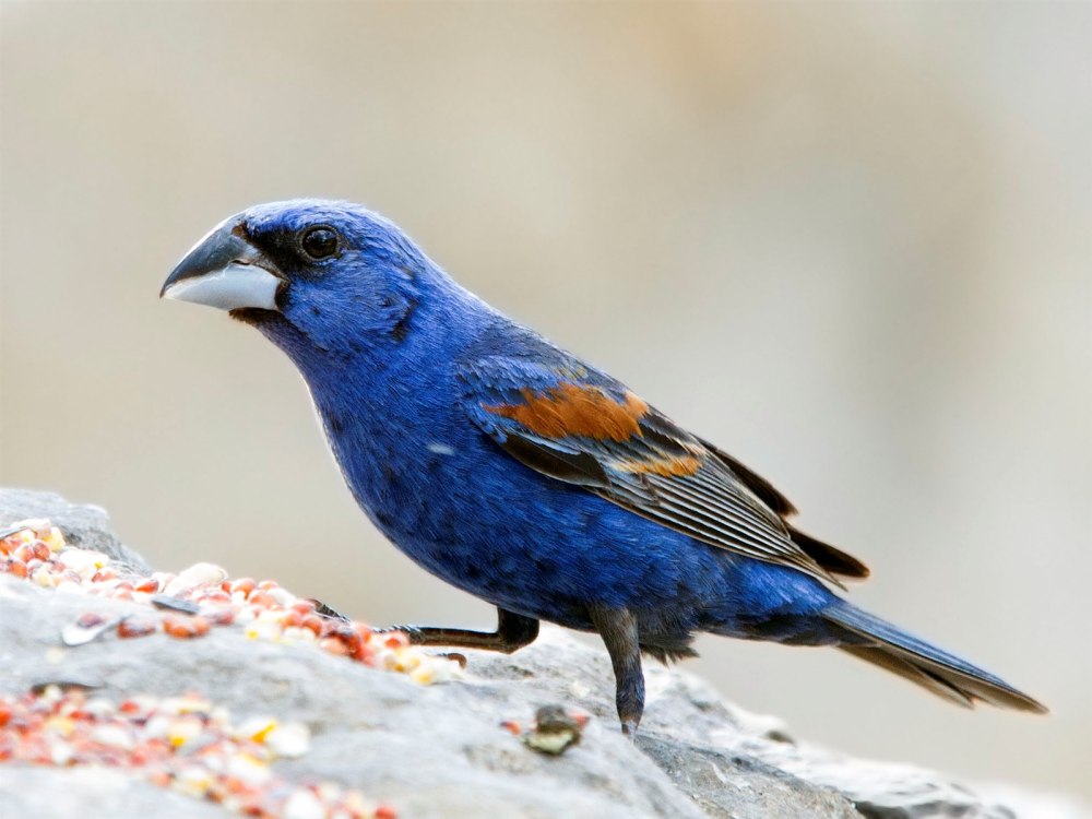 Passerina caerulea