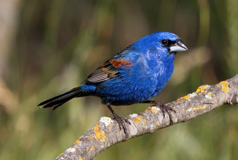 Birds to spot