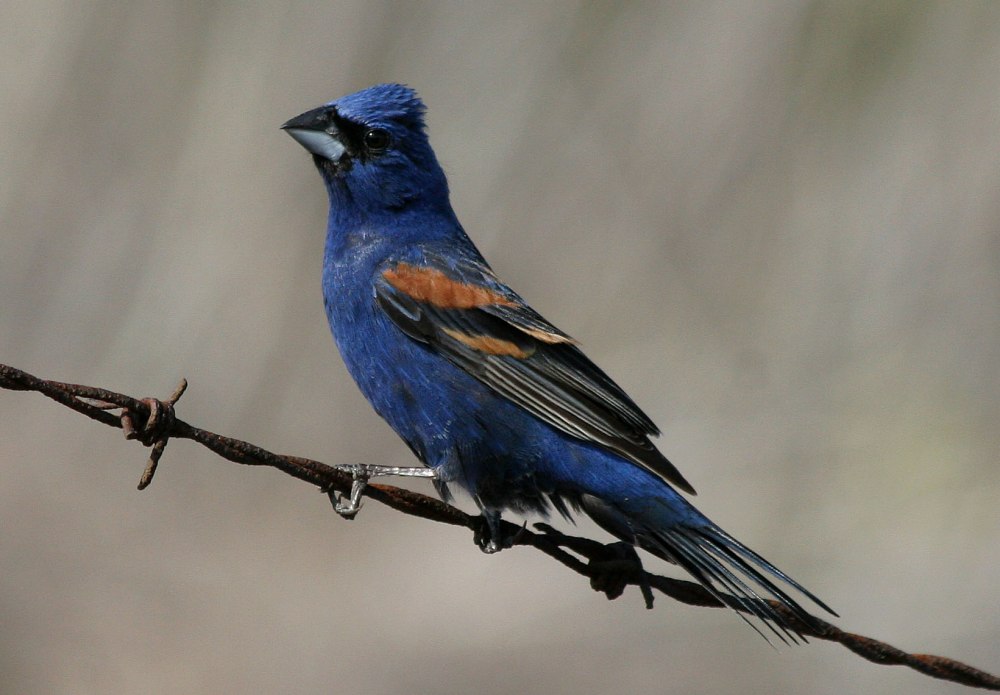 Passerina caerulea