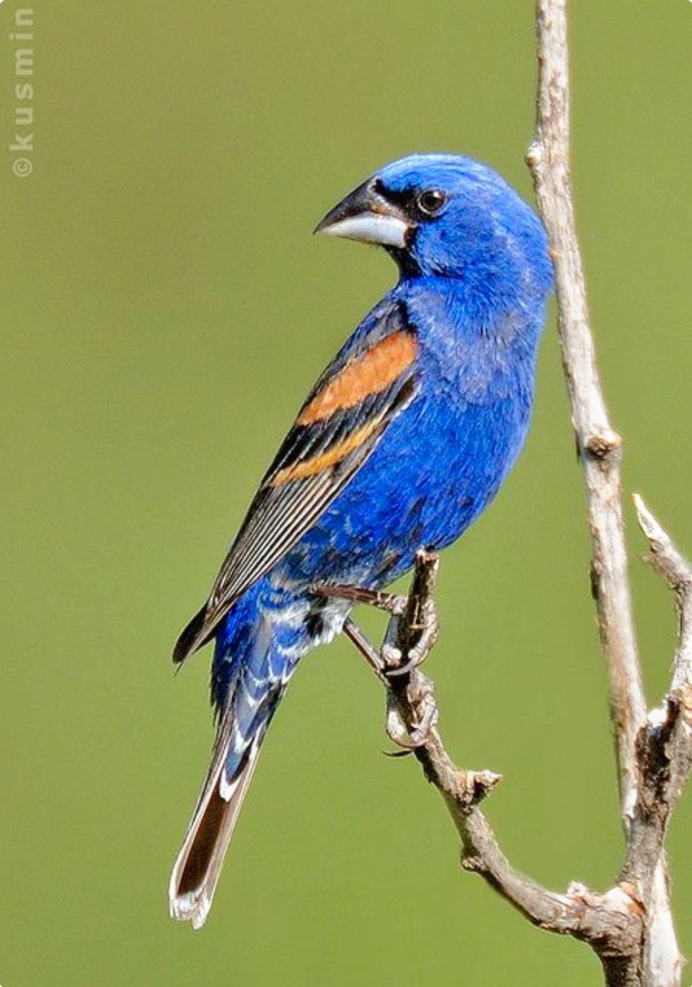 Blue Grosbeak птица