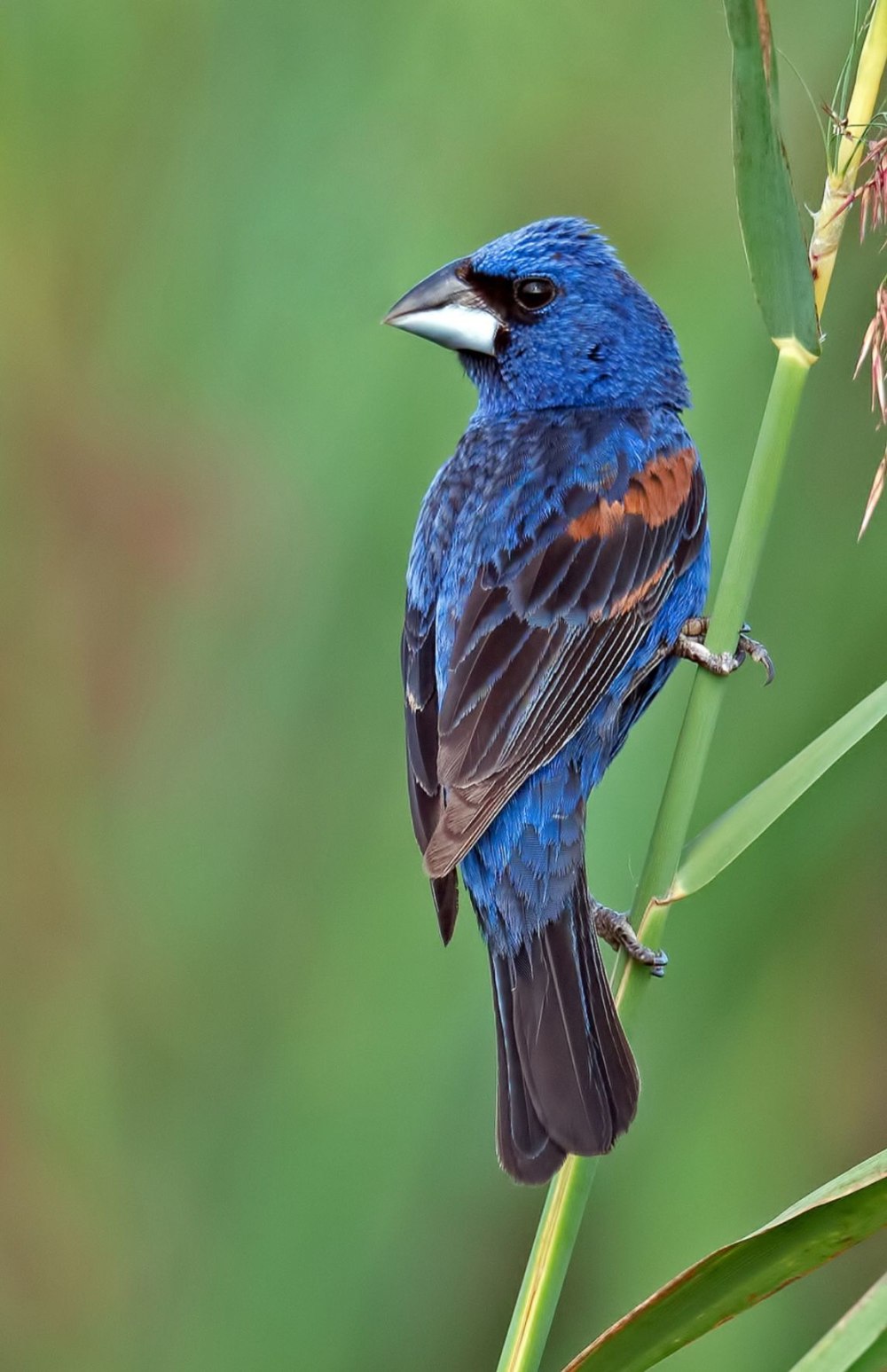 Blue Grosbeak птица