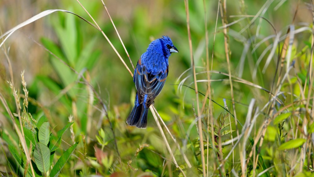The best Bird