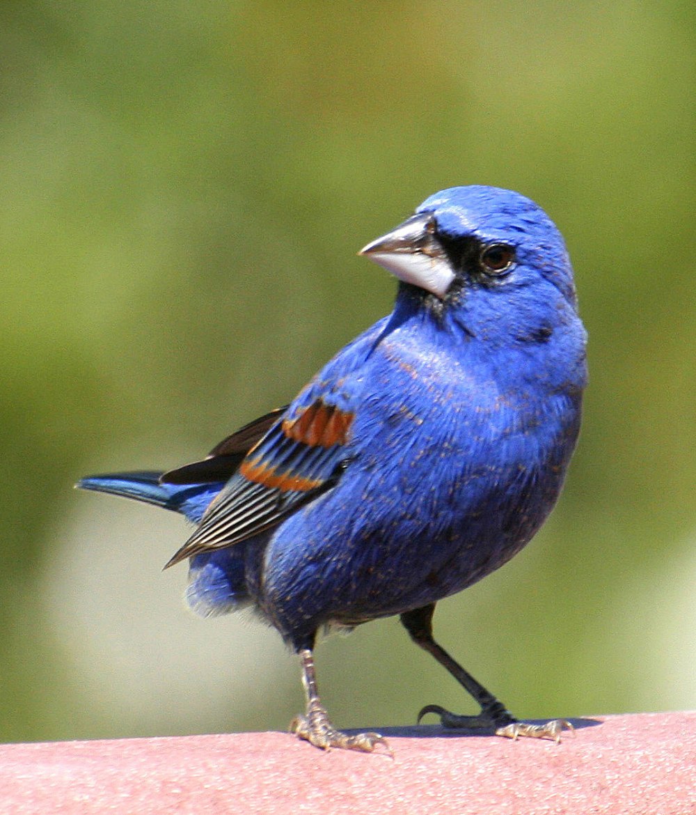 Blue Grosbeak птица