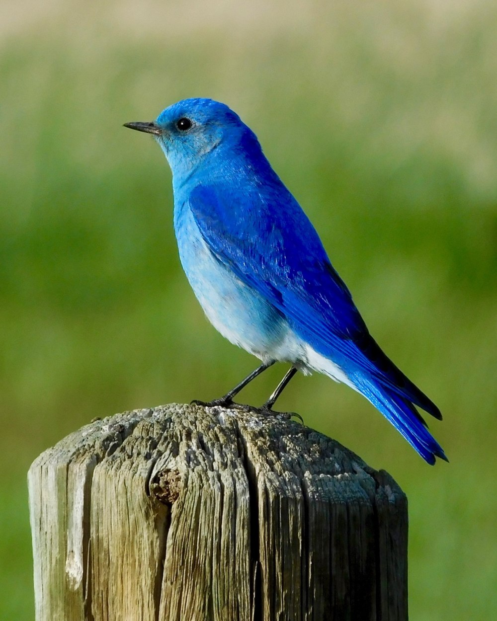 Bluebird Bluebird