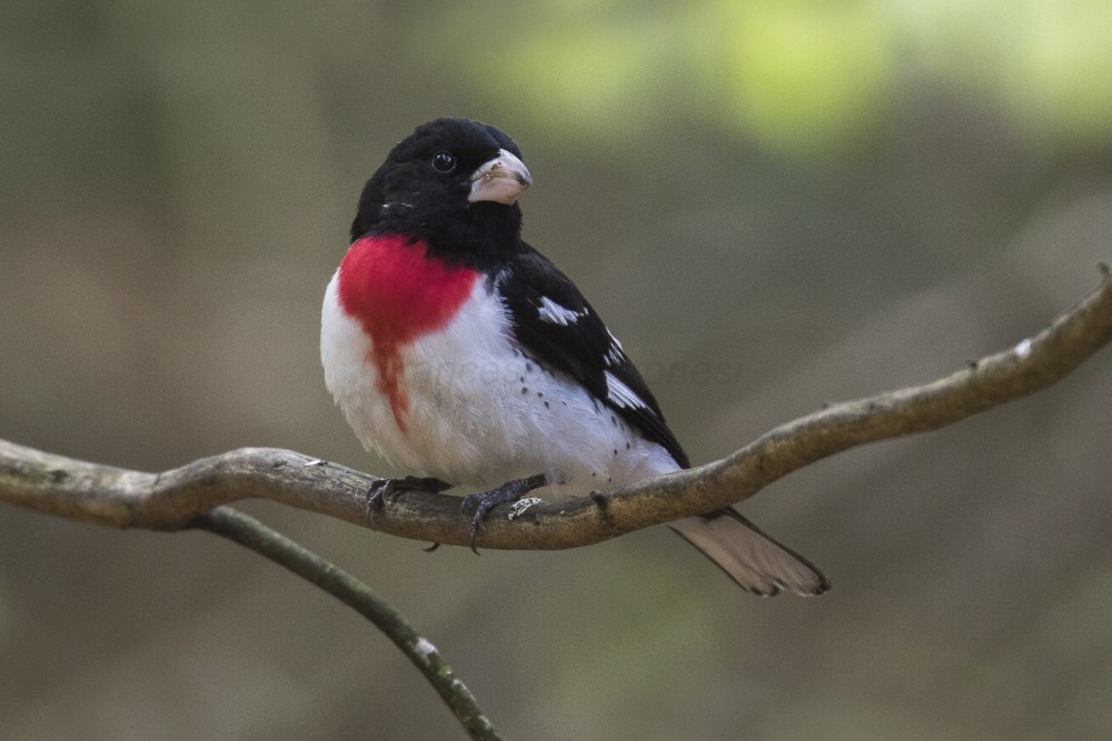 Rose-breasted Grosbeak