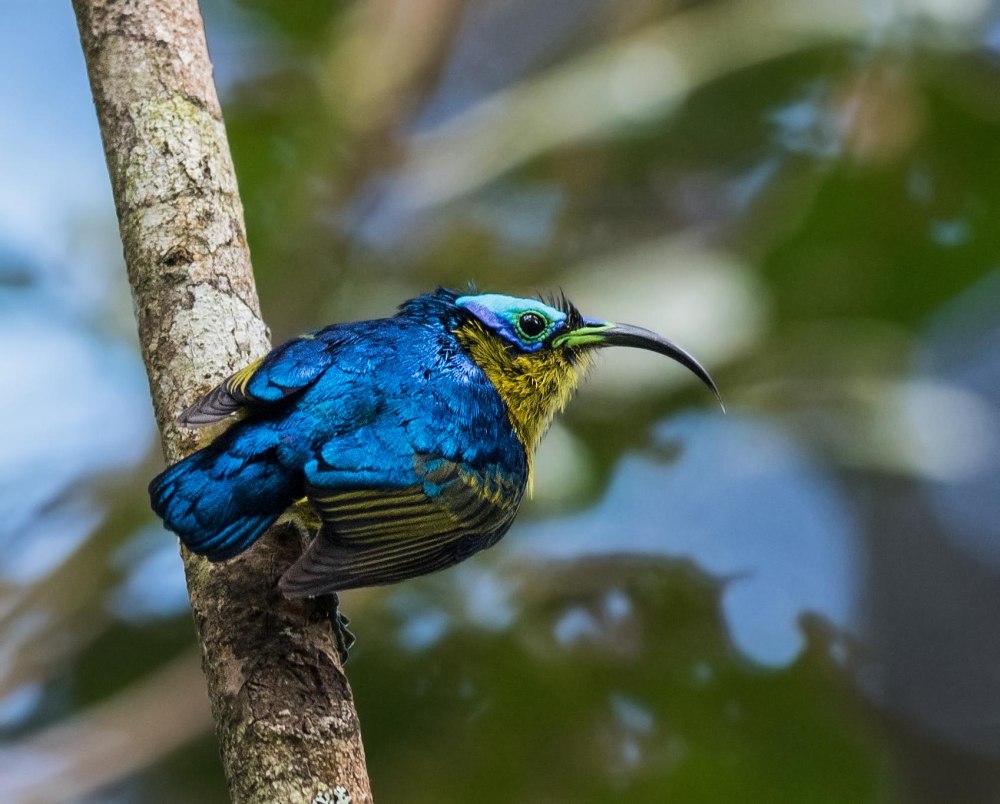 Neodrepanis Coruscans