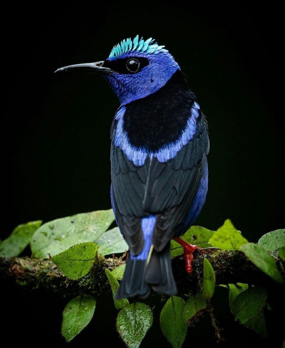 Птица Маргарита