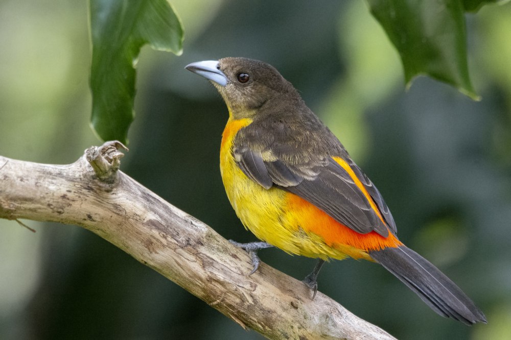 Танагра пегая черно-желтая