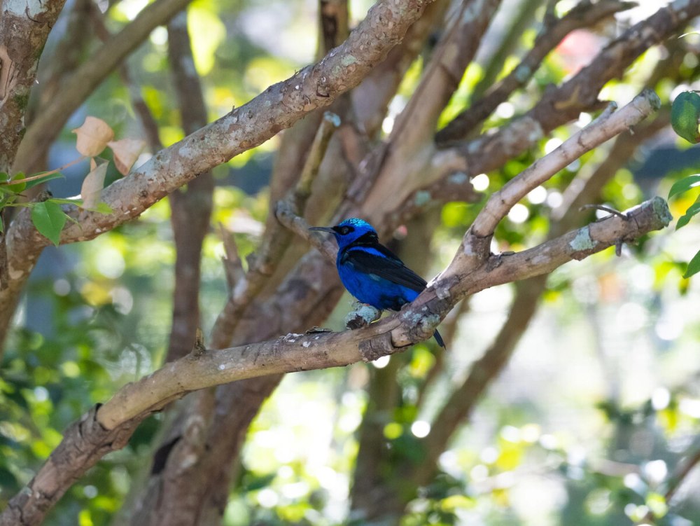 Танагровые Thraupidae