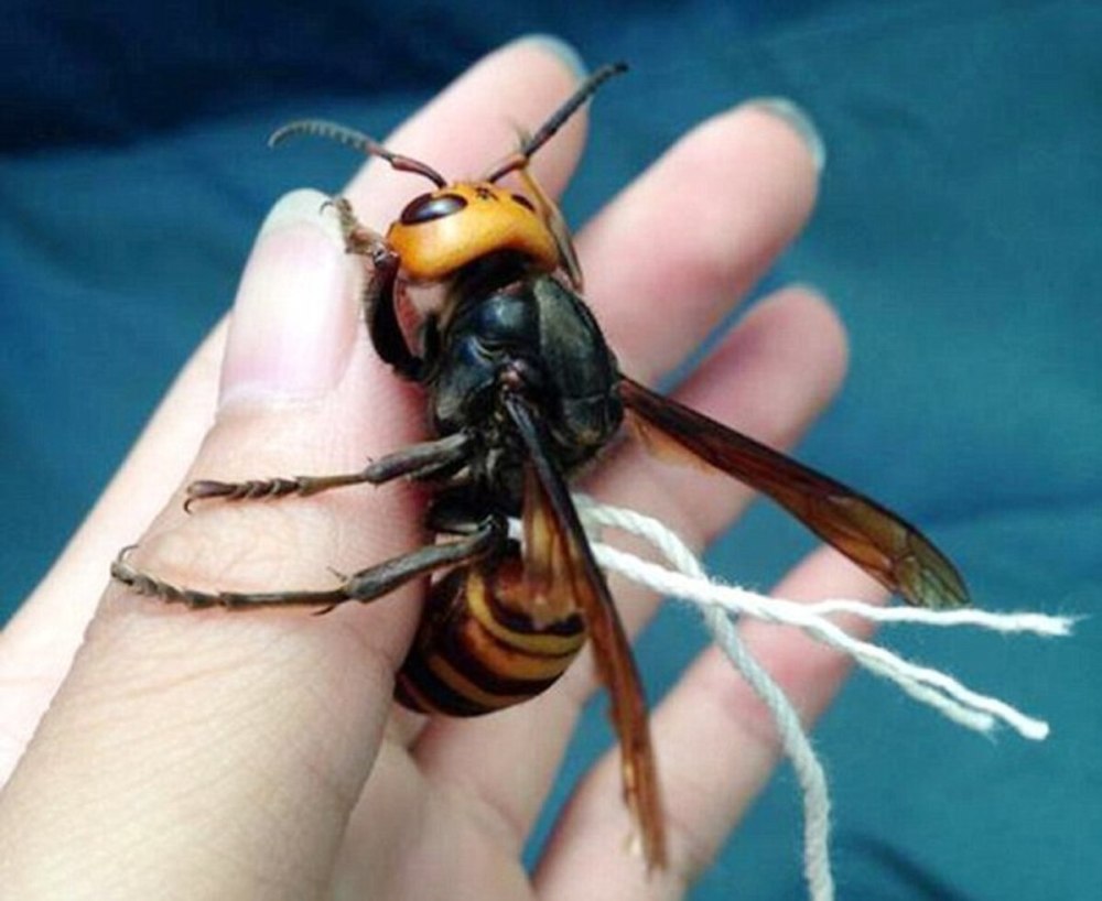 Vespa mandarinia Шершень
