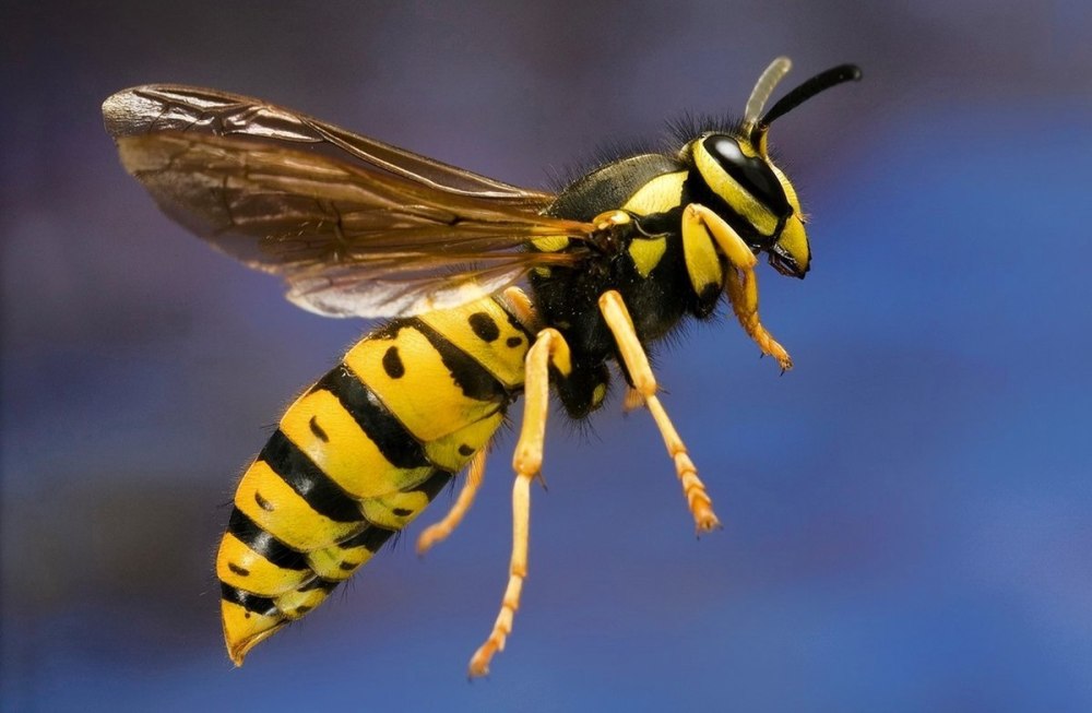 Оса Yellow Jacket и Оса
