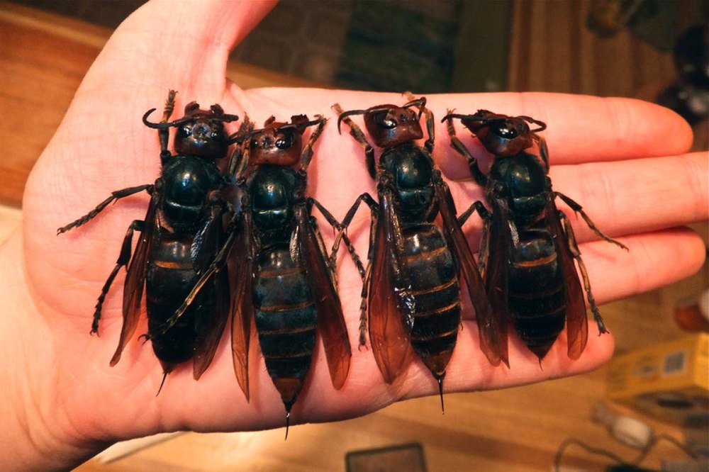 Vespa mandarinia Шершень