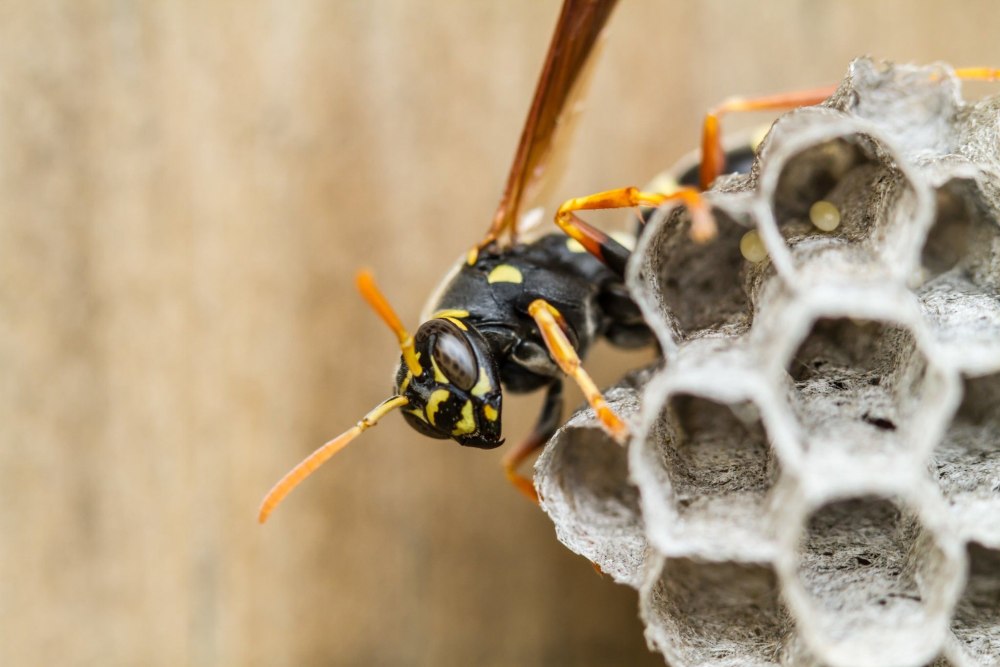 The insects