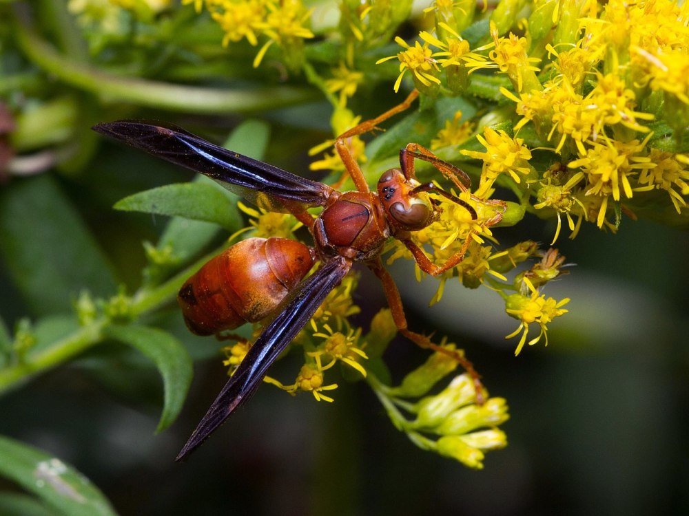 Metricus Pepper Wasp