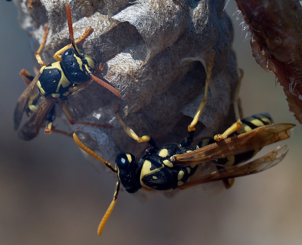 Polistes gallicus
