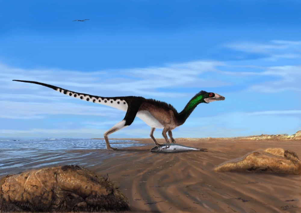 Dracoraptor hanigani
