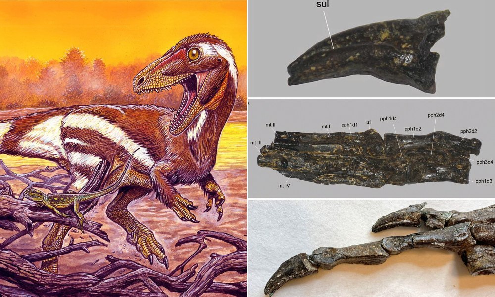 Aratasaurus museunacionali