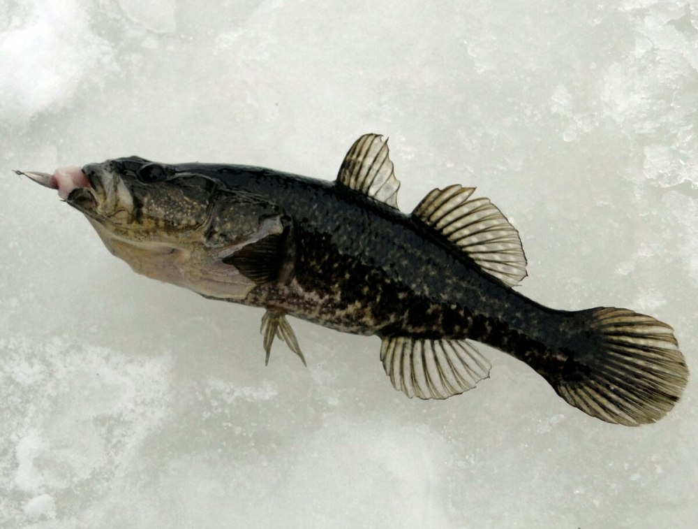 Ротан-головешка Perccottus glenii