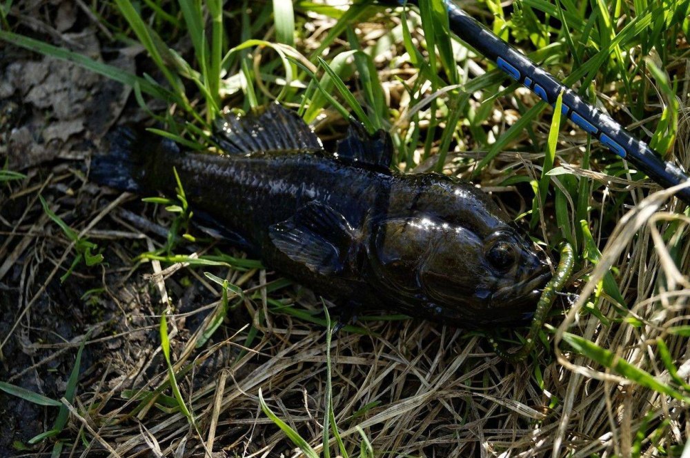Головешка Глена Perccottus glenii (ротан)