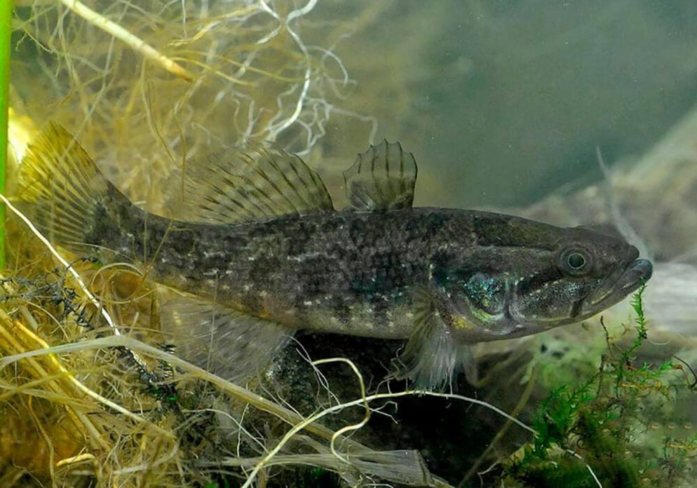 Ротан-головешка Perccottus glenii