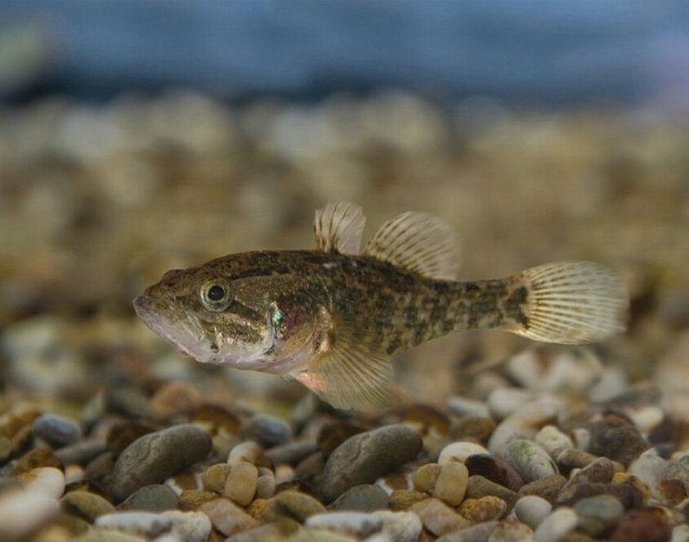Амурский ротан (Perccottus glenii