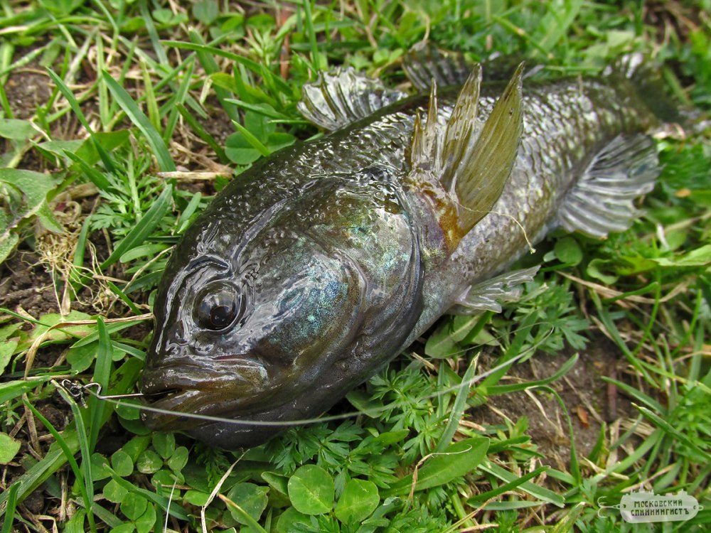Амурский ротан (Perccottus glenii