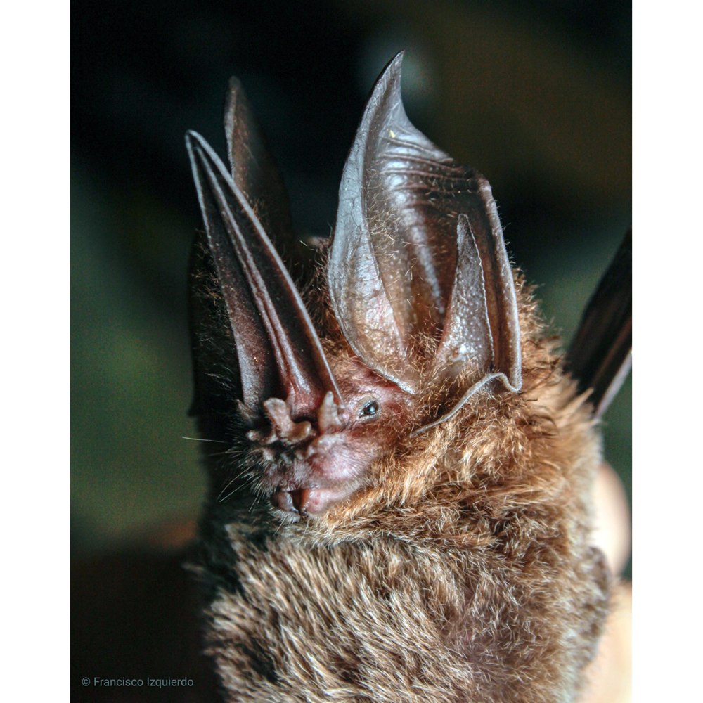 Lonchorhina