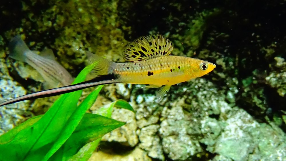 Меченосец Монтесумы Xiphophorus montezumae