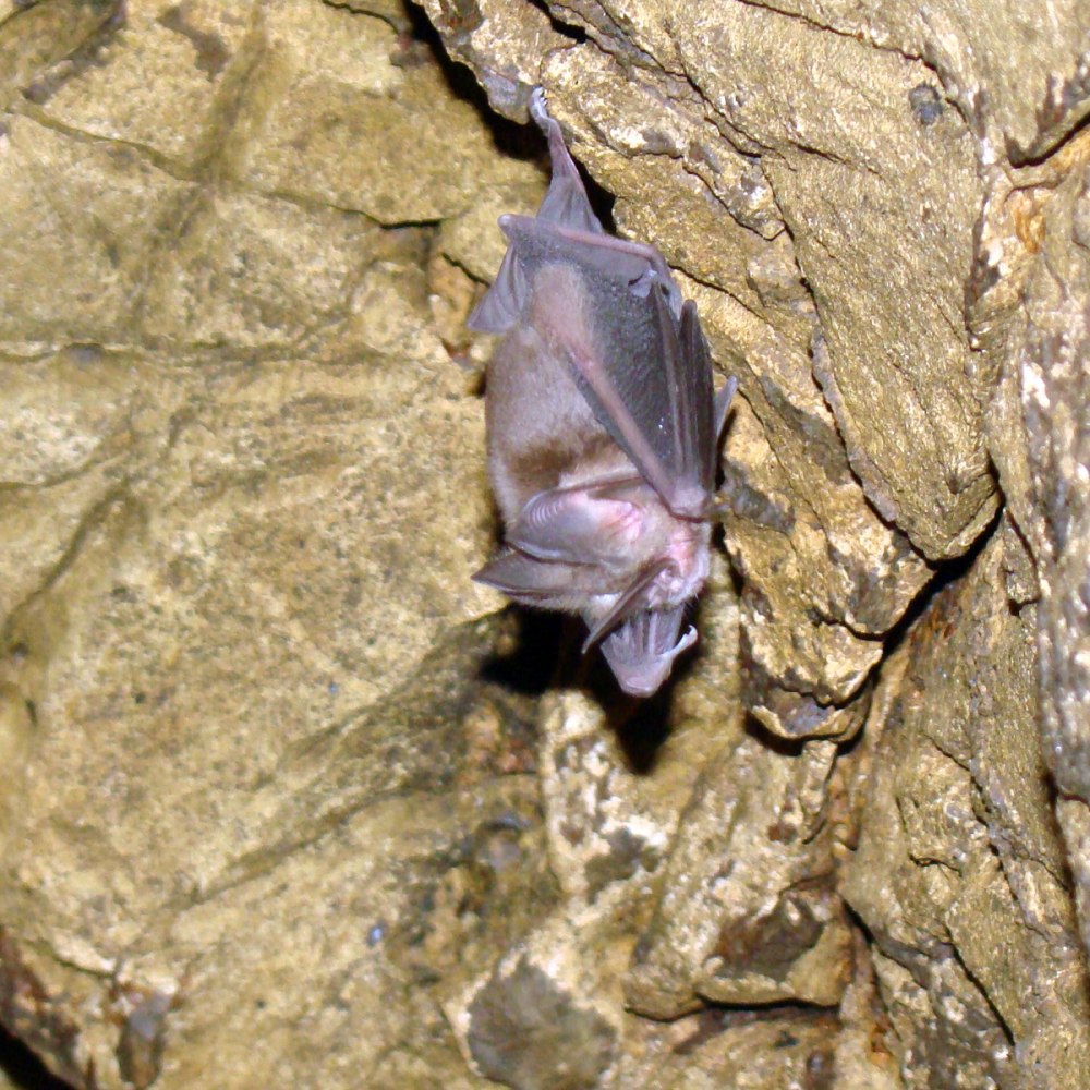 Lonchorhina