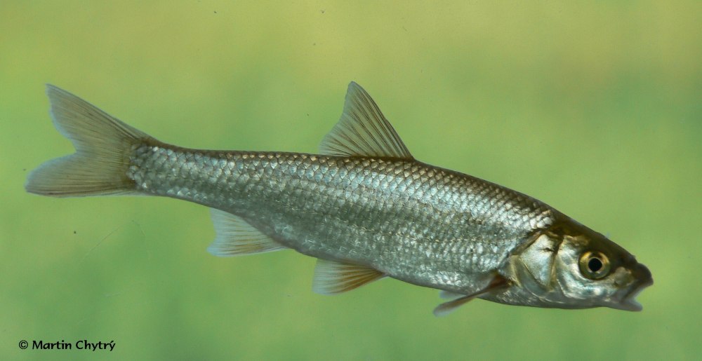 Елец обыкновенный Leuciscus Leuciscus
