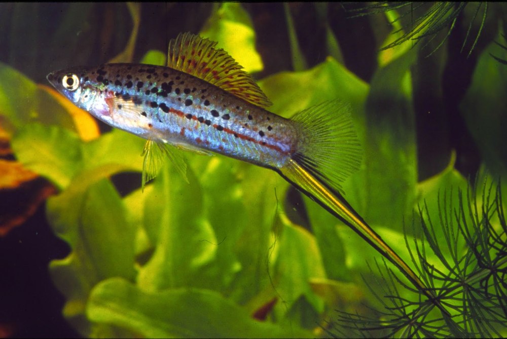 Зелёный меченосец Xiphophorus hellerii