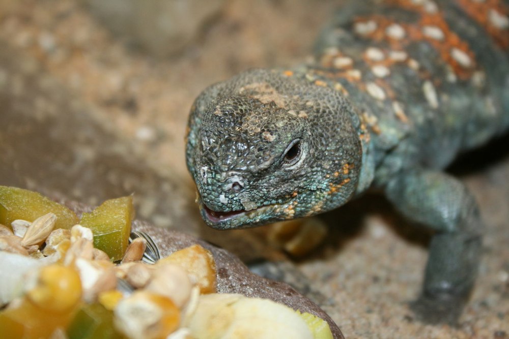 Шипохвост Uromastyx ocellatus