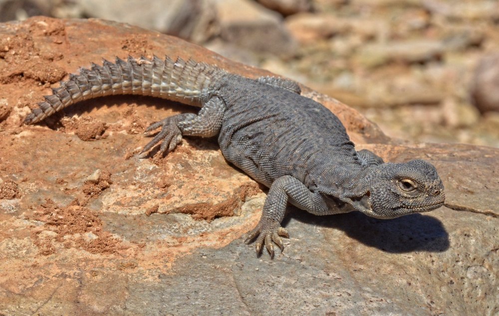 Uromastyx nigriventris