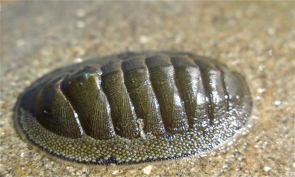 Панцирный моллюск - Хитон (Polyplacophora).