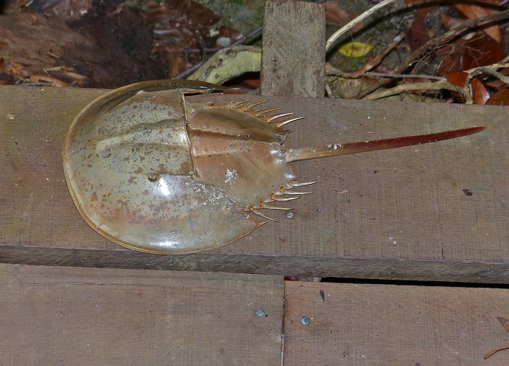 Tachypleus tridentatus