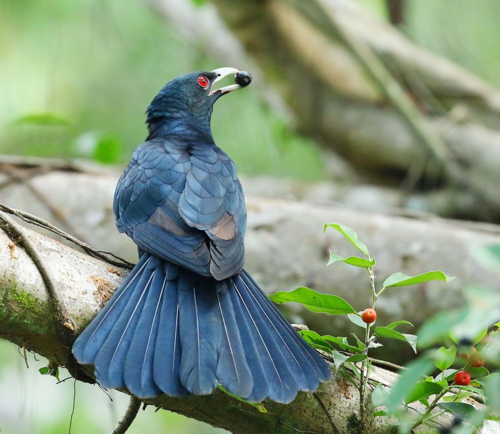 Asian Koel Bird