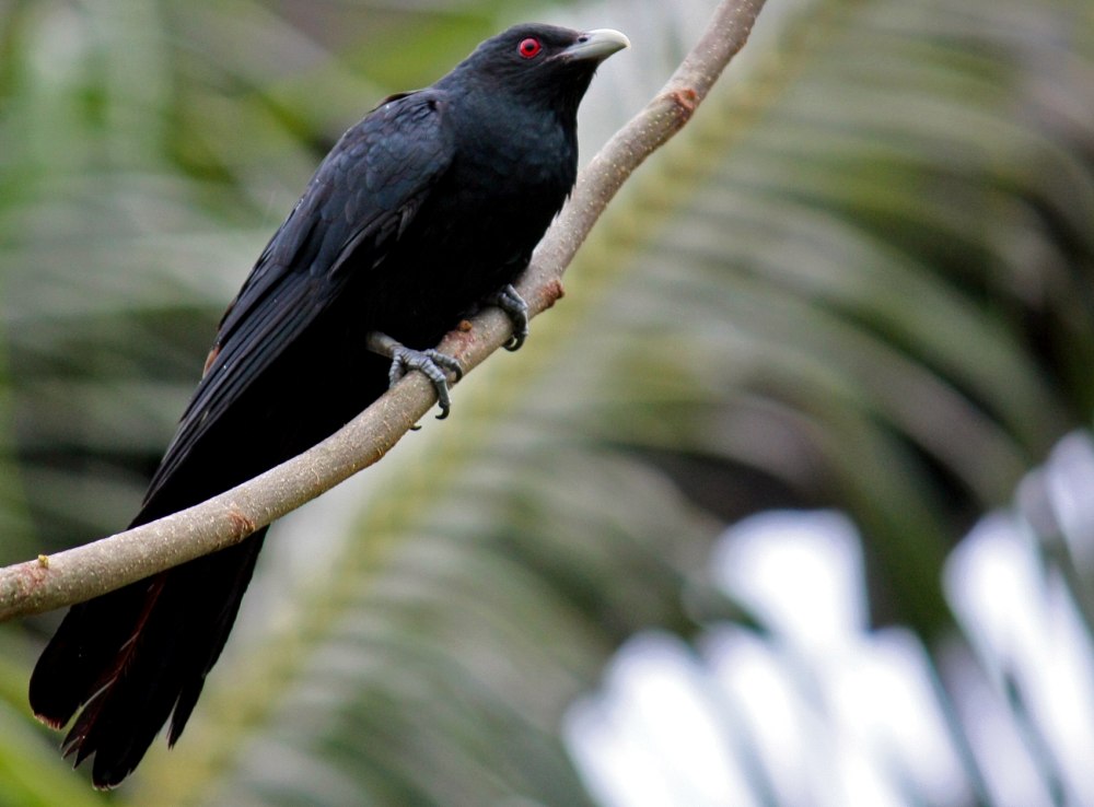 Eudynamys scolopaceus